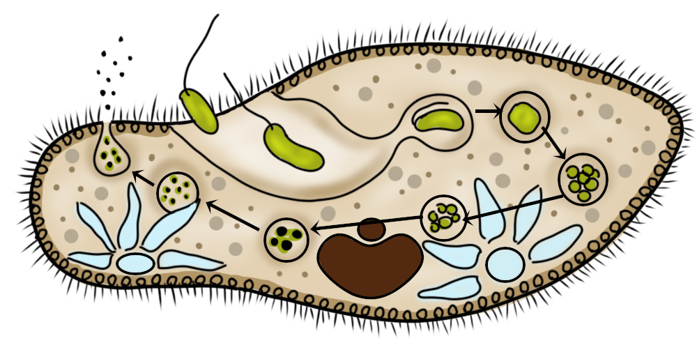 Передвижение пищеварительной вакуоли в клетке инфузории туфельки Пищеварительные вакуоли и порошица