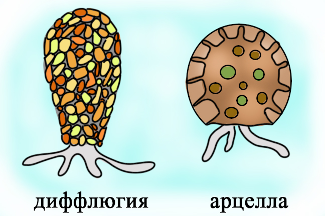 Раковинные амёбы Арцелла и диффлюгия