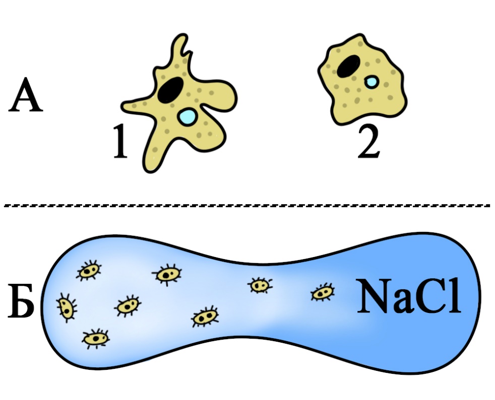 Раздражимость простейших Раздражимость простейших: А – втягивание ложноножек амебы в соленом растворе. 1 – амеба в растворе с нормальной соленостью, 2 – амеба в растворе с большей концентрацией соли. Б – движение инфузорий из капли с соленой водой в каплю с пресной водой