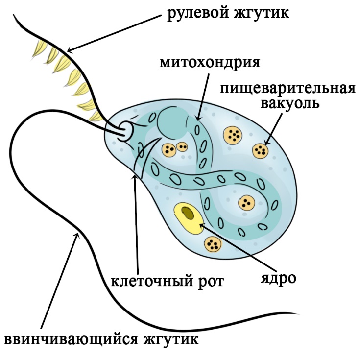 Строение жгутиконосца бодо Жгутиконосец бодо