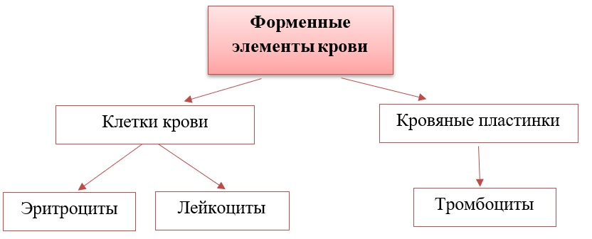 Классификация форменных элементов Классификация форменных элементов