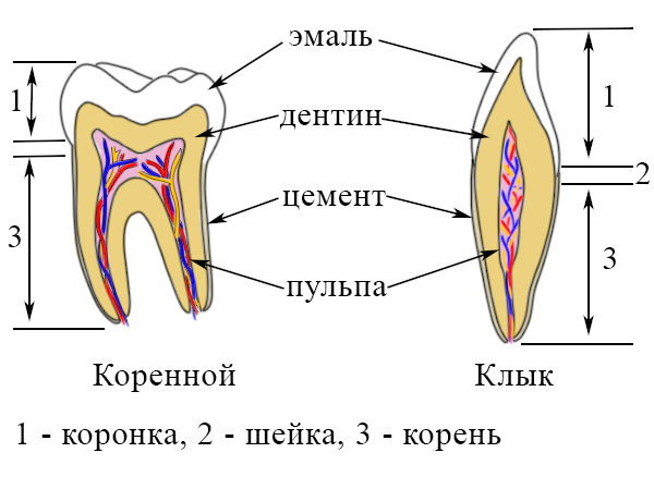 Строение зубов человека Строение коренных зубов и клыков