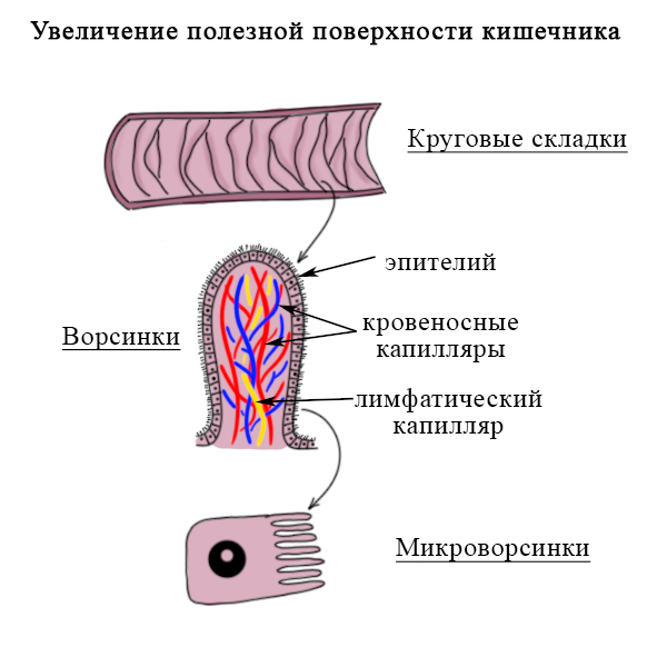 Строение тонкого кишечника Структуры, увеличивающие внутреннюю поверхность тонкого кишечника