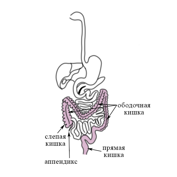 Толстый кишечник Слепая кишка и червеобразный отросток, ободочная кишка, прямая кишка