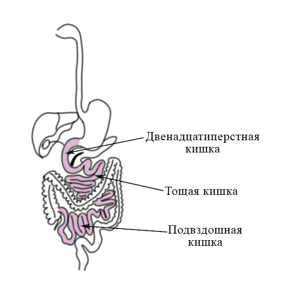 Тонкий кишечник человека Двенадцатиперстная кишка, тощая кишка, подвздошная кишка