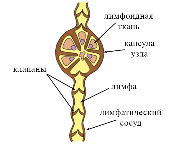 Клапаны в лимфатических сосудах, лимфатические узлы Лимфатические сосуды и лимфатические узлы
