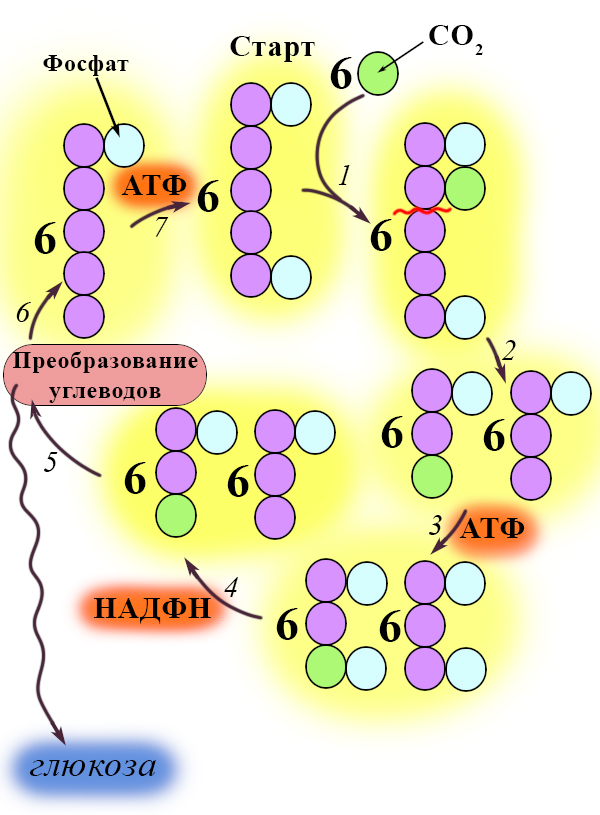 Цикл Кальвина Последовательность темновой фазы фотосинтеза