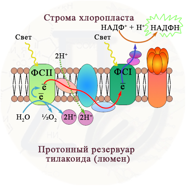 Световая фаза фотосинтеза Какие вещества образуются в световую фазу фотосинтеза?