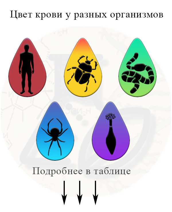 Какого цвета бывает кровь Цвет крови зависит от её химического состава