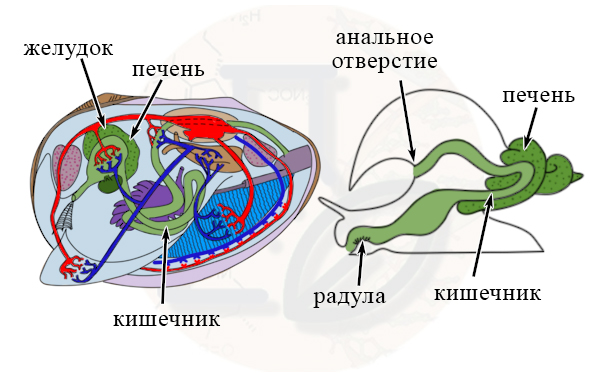Пищеварительная система моллюсков Ароморфозы в пищеварительной системе моллюсков