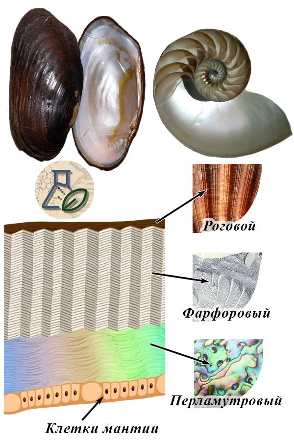 Строение раковины моллюсков Слои в раковине моллюска