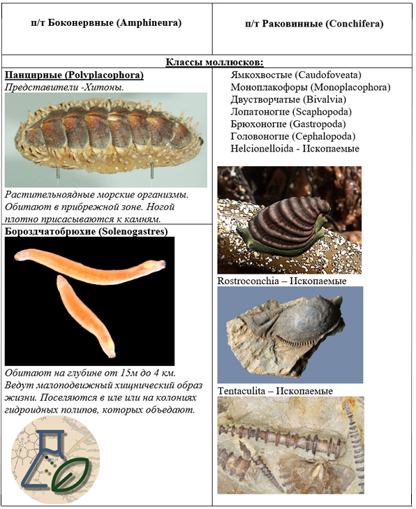 Классификация моллюсков Какими бывают моллюски?
