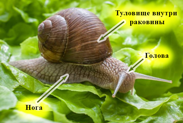 Внешнее строение моллюска Части тела моллюска