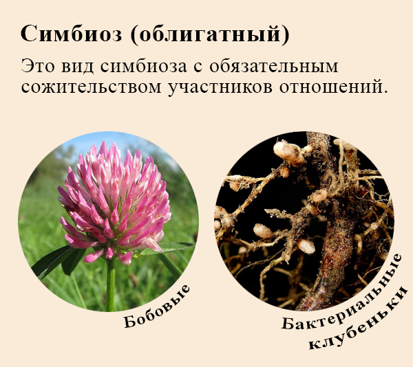 Симбиоз Облигатный симбиоз