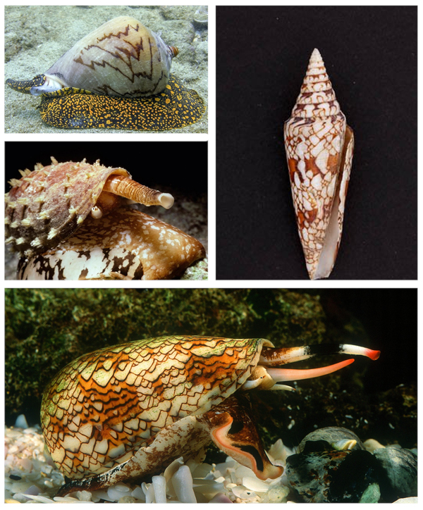 Конус Хищный брюхоногий моллюск Конус