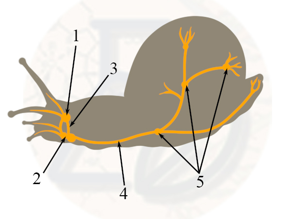 Нервная система виноградной улитки Строение нервной системы по разбросано-узловому типу виноградной улитки