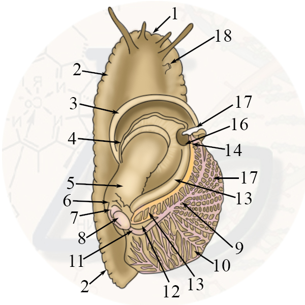 Органы дыхания и кровеносной системы виноградной улитки Органы дыхания и кровеносная система виноградной улитки (мантийная полость вскрыта, мантия отвернута вправо)