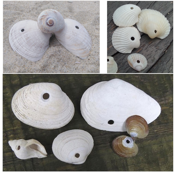 Отверстия сделанные с помощью радул брюхоногими моллюсками С помощью радул, расположенных на кончиках хоботков, хищные моллюски просверливают раковины своих жертв.