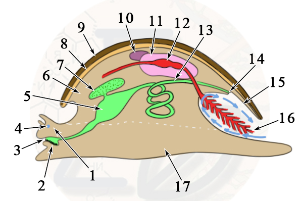 Строение брюхоногого моллюска Мантия образует полость, в которой располагаются органы дыхания и отверстия пищеварительной, выделительной и половой систем