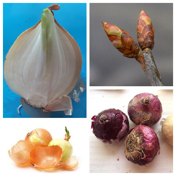 Видоизменение листьев - чешуи Видоизмененные чешуи-имеют листовое происхождение