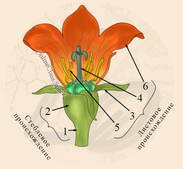 Происхождение частей цветка Стеблевое и листовое происхождение частей генеративного побега