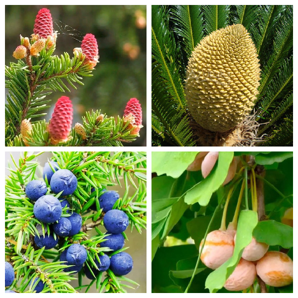 Генеративные побеги споровых растений Генеративные побеги споровых растений