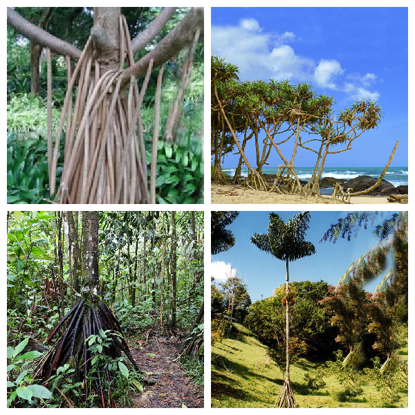 Ходульные корни -видоизмененные придаточные корни Ходульные корни – видоизменение придаточных корней в результате частых затапливаний