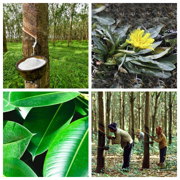 Каучуконосные растения Каучуконосные растения