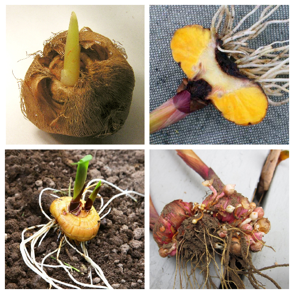 Клубнелуковица – видоизмененный побег Видоизмененный побег - клубнелуковица