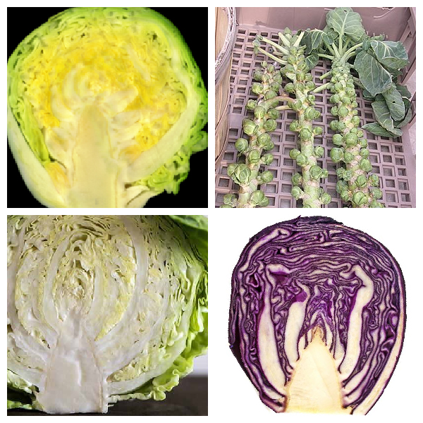 Кочан – видоизмененная почка Кочан капусты – видоизмененный побег, а именно почка