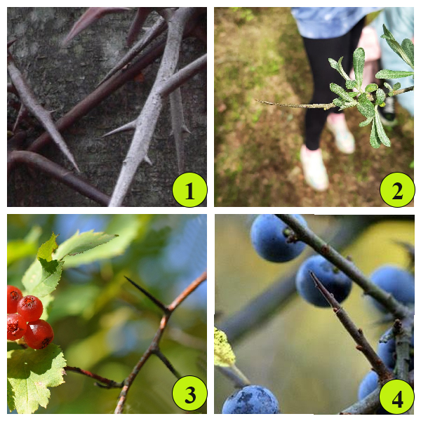 колючки – видоизмененные побеги видоизмененные побеги - колючки