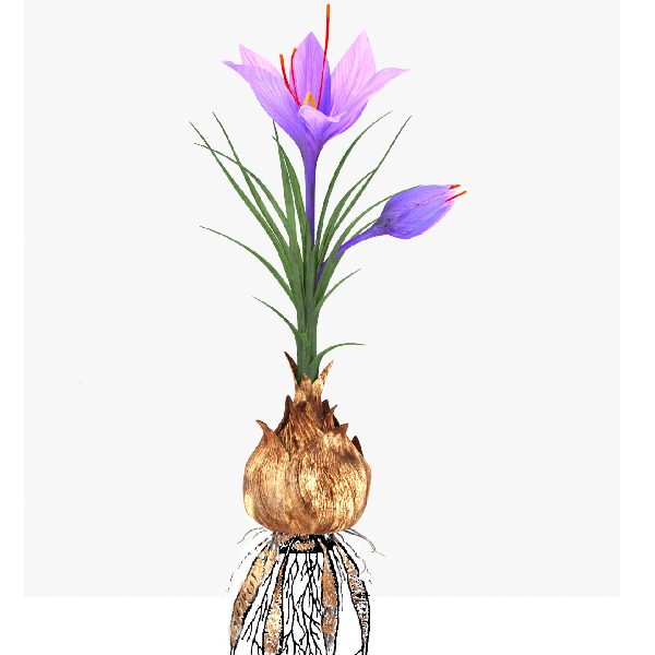 Втягивающие (контрактильные) корни Втягивающие (контрактильные)корни