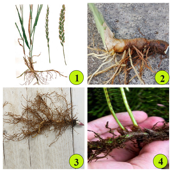 Корневище-видоизмененный побег Корневище-видоизмененный побег