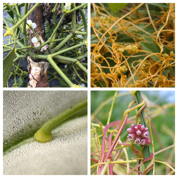 Корни присоски или гаустории Корни присоски или гаустории у растений паразитов и полупаразитов