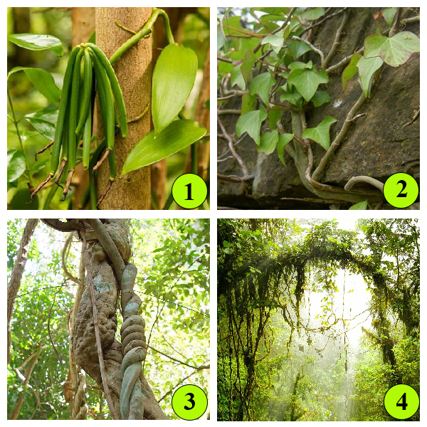 Корни прицепки Корни прицепки