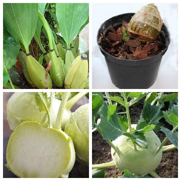 Надземный клубень кольраби – видоизмененный побег Видоизмененный побег кольраби – надземный клубень