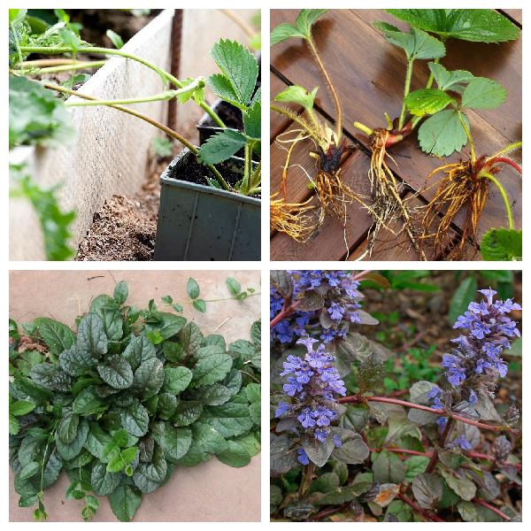 Усы-надземные столоны. Усы -надземные столоны. Видоизмененные побеги.