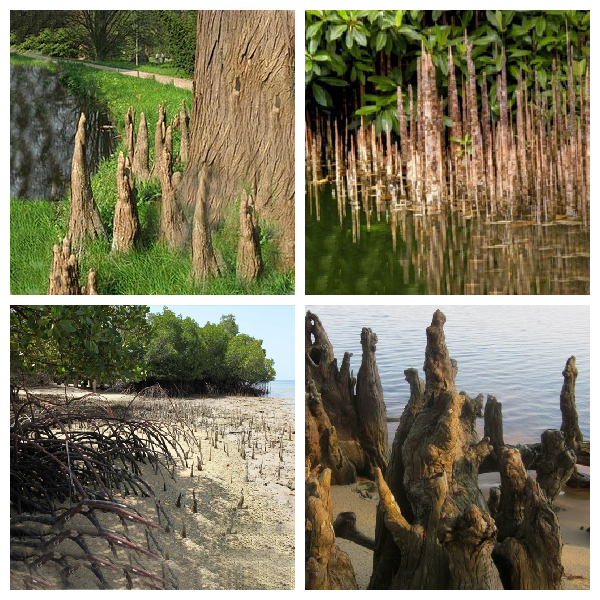 Пневматофоры или дыхательные корни Дыхательные корни или пневматофоры