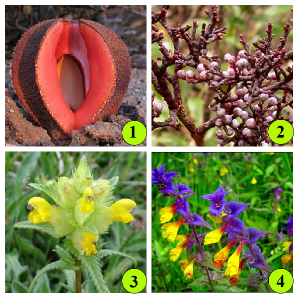 Растения паразиты Растения паразиты. Виды.