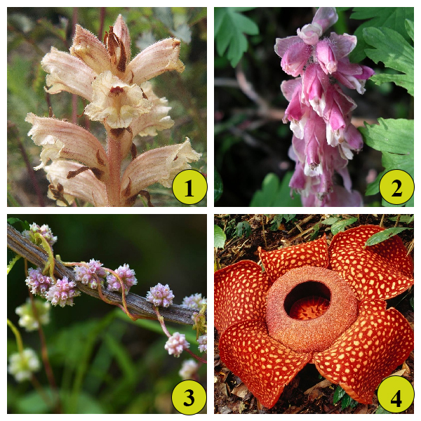 Растения паразиты Растения паразиты. Виды растений паразитов.