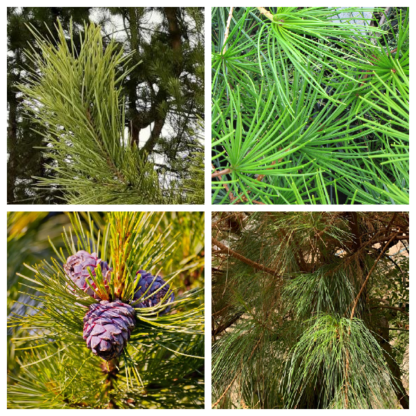 Хвоя – видоизмененный лист Хвоя -видоизмененные листья у растений отдела голосеменные класса Хвойные