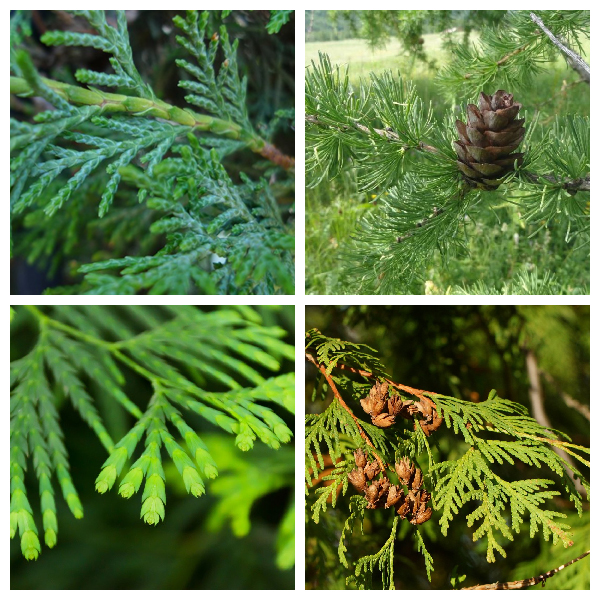 Видоизменение листьев у кипарисов и туй Видоизмененные листья кипарисов и туй