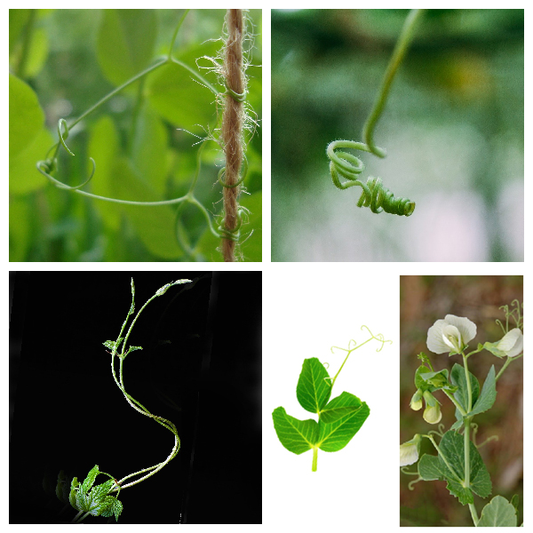 Усики гороха -видоизмененный сложный лист Усики гороха – видоизмененный сложный лист