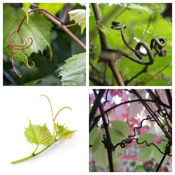 Усики винограда – это видоизменение побега Усики винограда – это видоизмененный побег