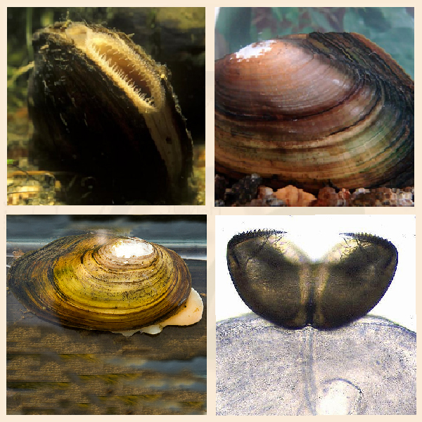 Беззубки и личинка глохидий Беззубки