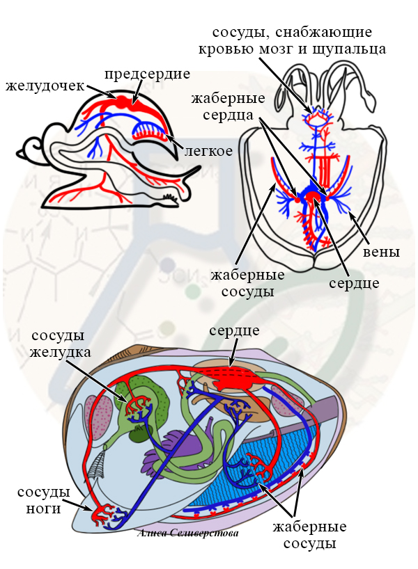 Кровеносная система моллюсков Какое сердце у моллюсков?