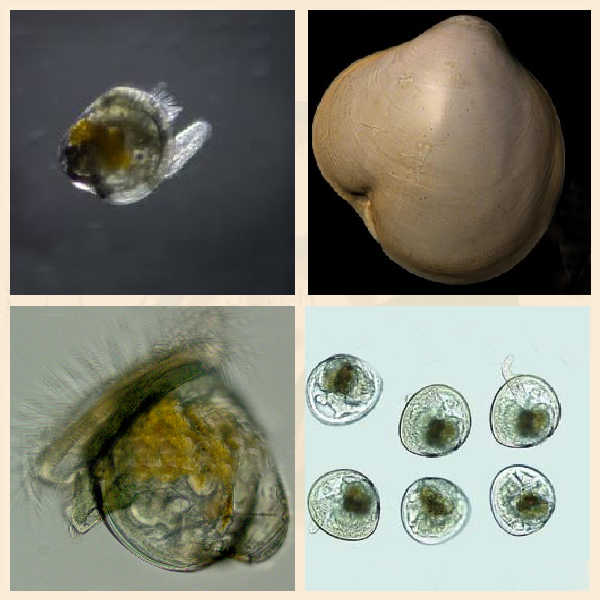 Педивелигер - ювенильная стадия моллюска Как выглядит педивелигер?