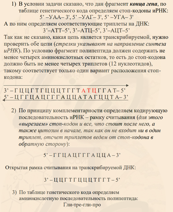 Задача на фрагмент конца гена Стоп-кодоны иРНК задачи 28