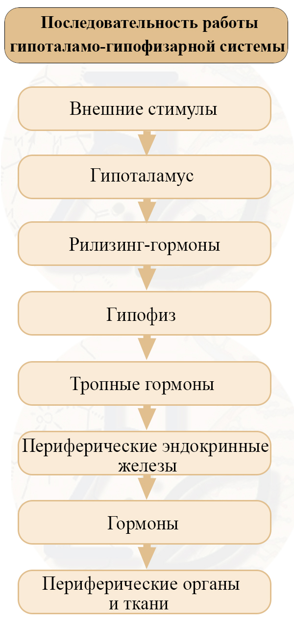 Гипоталамо-гипофизарная система. Последовательность. Гипоталамо-гипофизарная система.