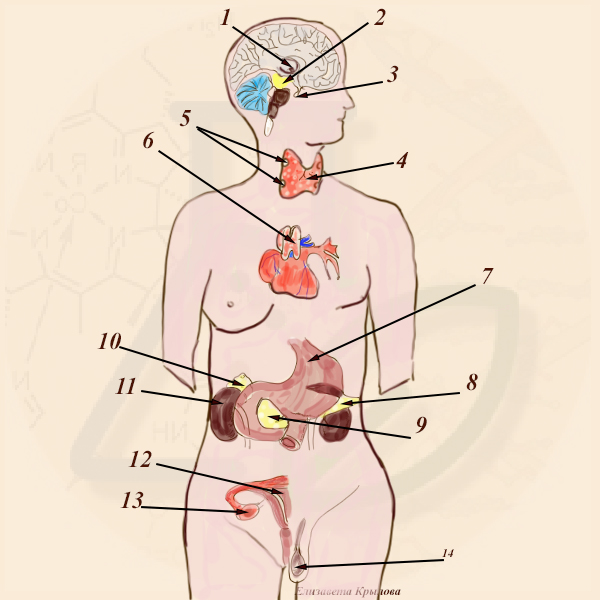 Расположение желез внутренней секреции Расположение желез внутренней секреции